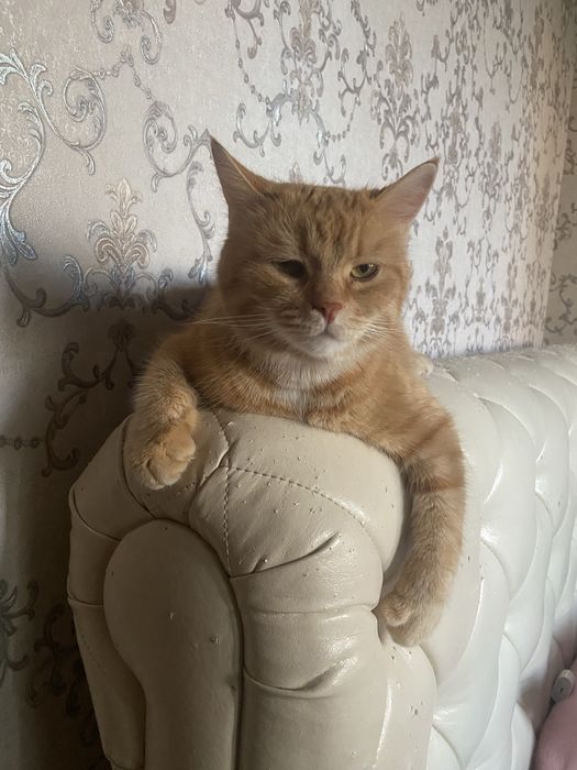 Отдаю в добрые руки кота