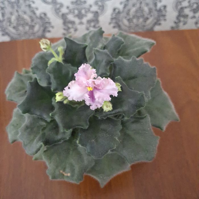 Продам цветы разных сортов