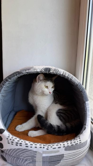 Отдам кошку в заботливые руки