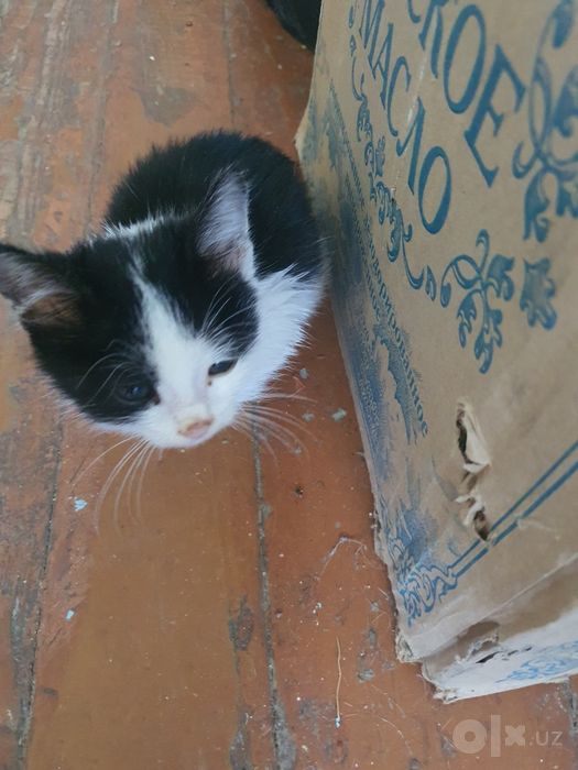 Мышек, Котёнок черно белый