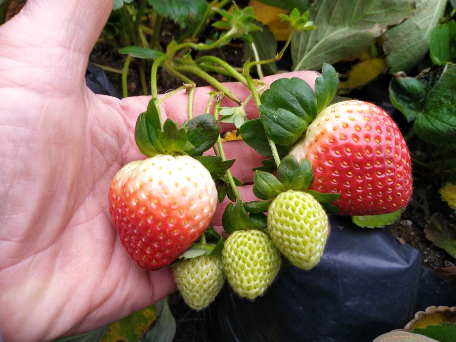 Ягоди разсад - лятна кампания