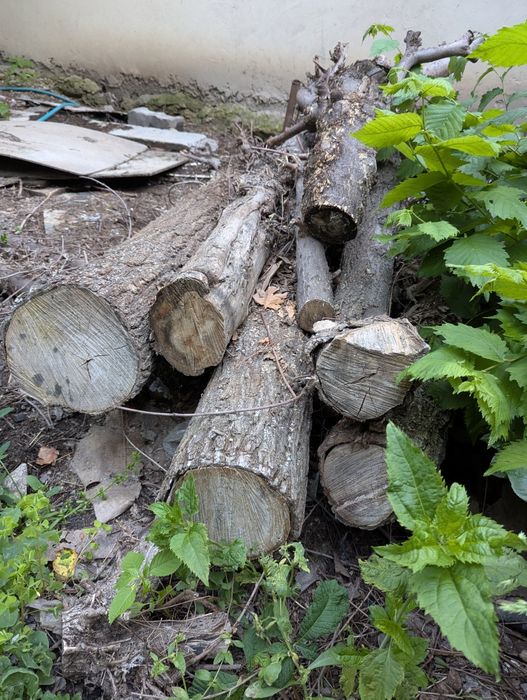 Отдам бесплатно дрова.