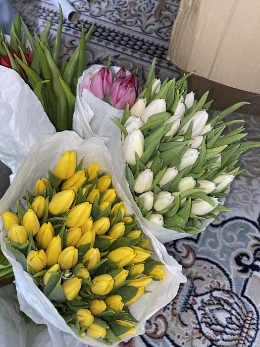 Тюльпан оптом 250