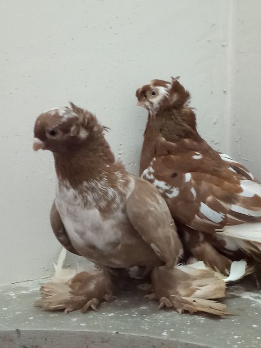 Самец орех чубатый чин, самочка двухч