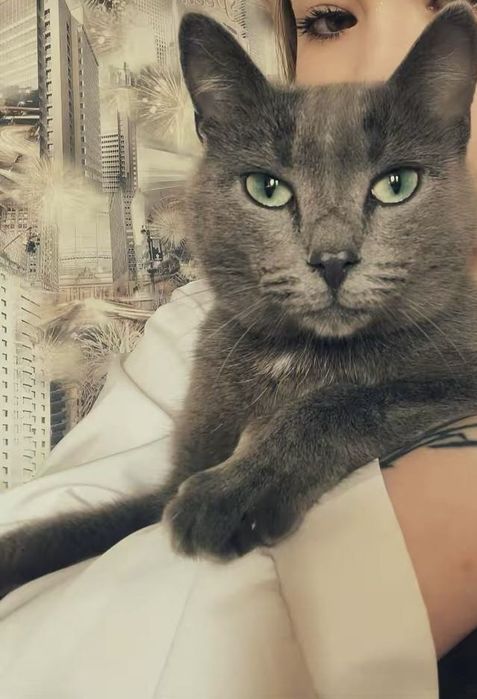 СРОЧНО пропала кошка