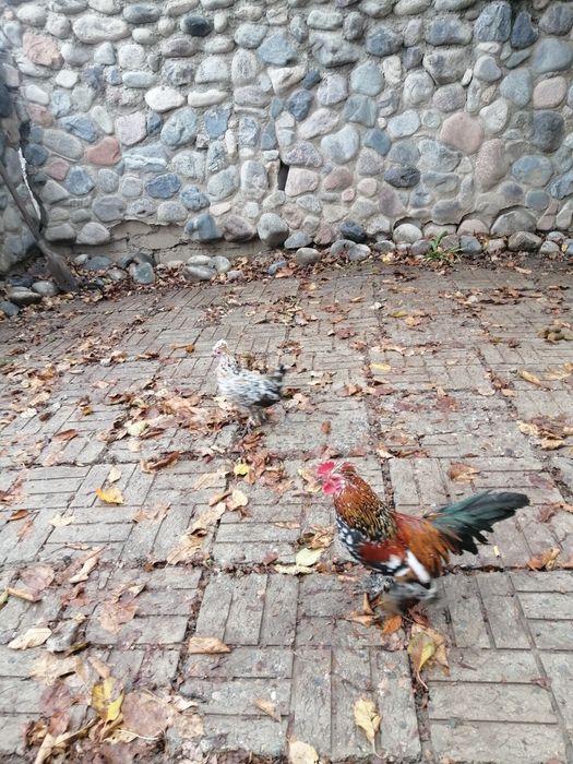 Продам петушков алтайском бентамки