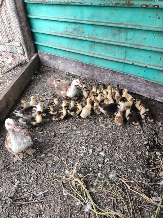Продам утят индоуток
