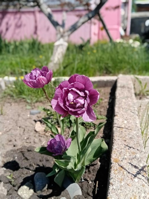 Дача за Куленовкой