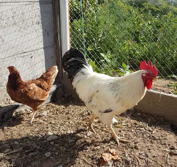 Продам  петуха на племя