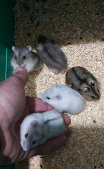 Vând hamsteri pitici