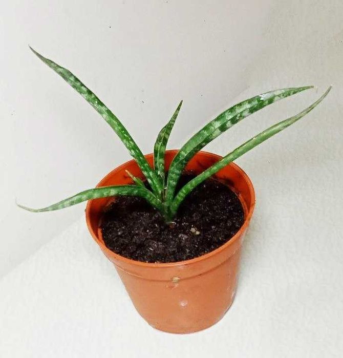 Продам. Сансевиерия Фернвуд Панк (Sansevieria Fernwood Punk)