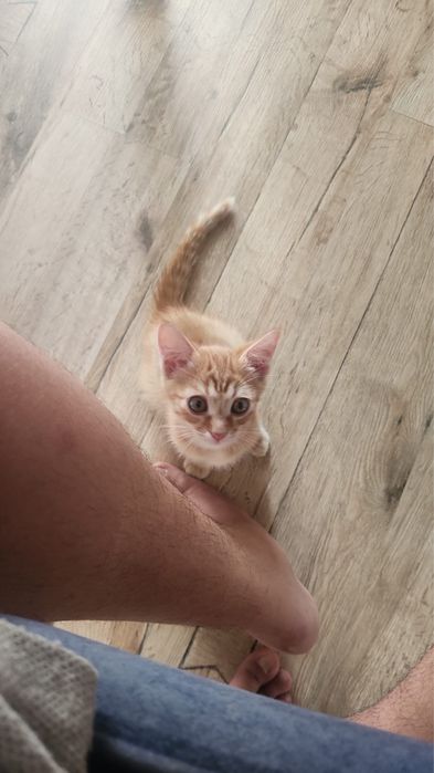 Отдам котёнка в добрые руки