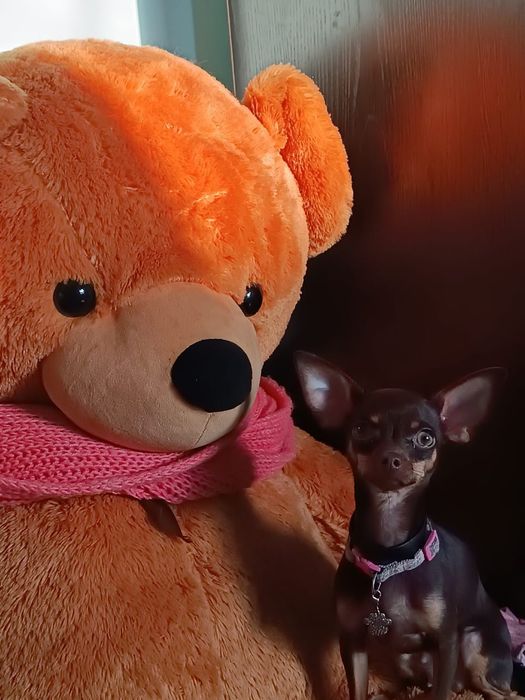 вязка  той терьера