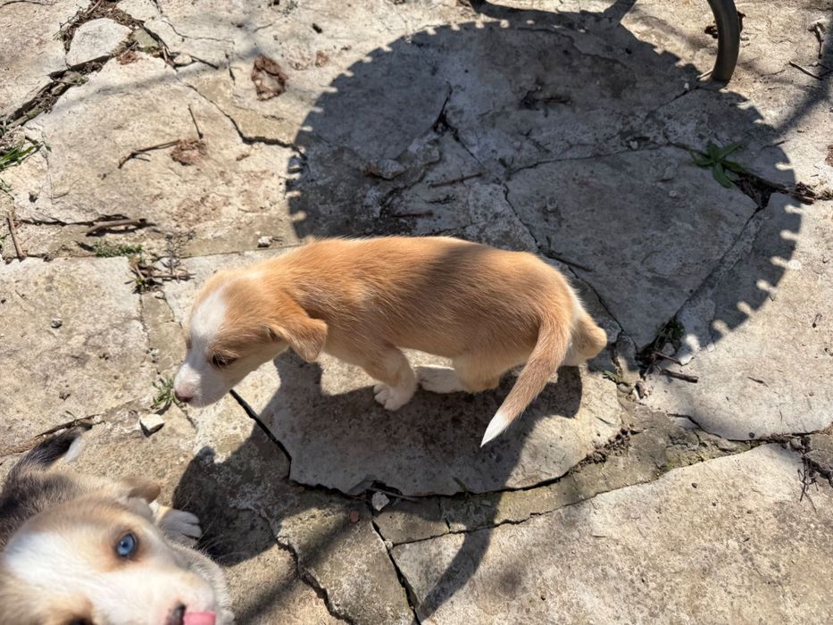 Подарявам кученца ( микс Сибирско хъски и български Барак)