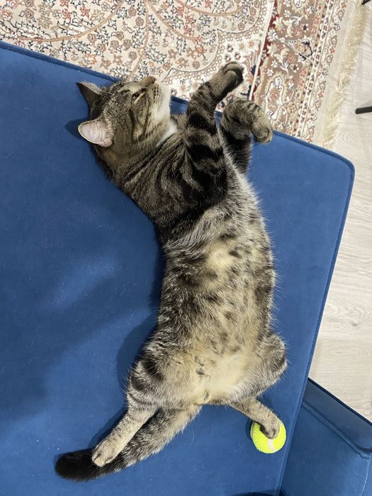 Отдам кота бесплатно