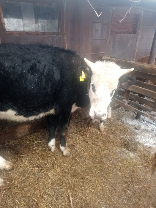 Продается первотелка,