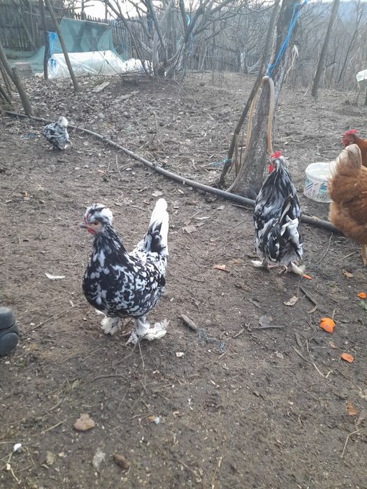 Cocos motat  și puica de anul acesta