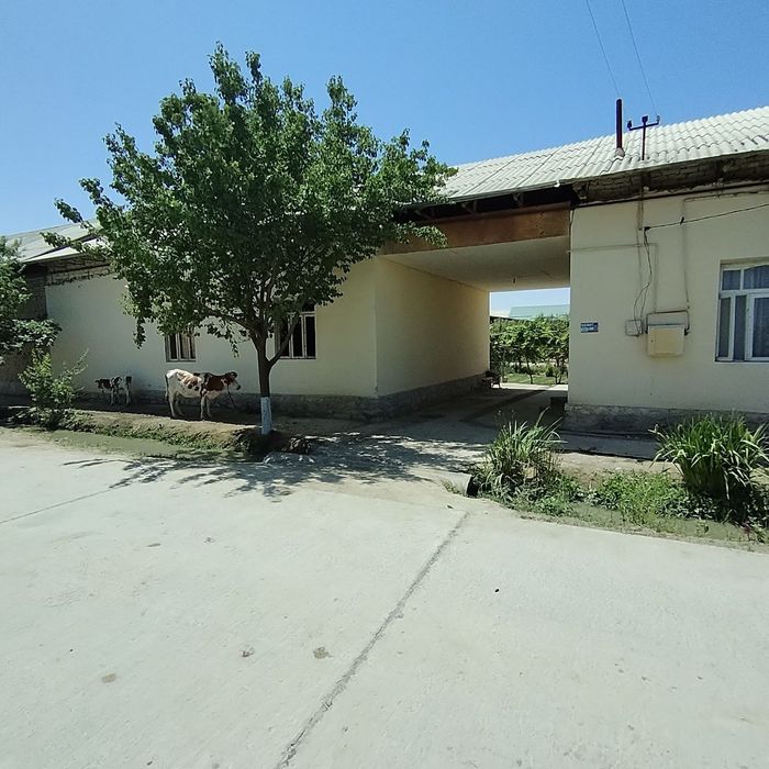 Нарпай 3. Ховли сотилади 370 млн