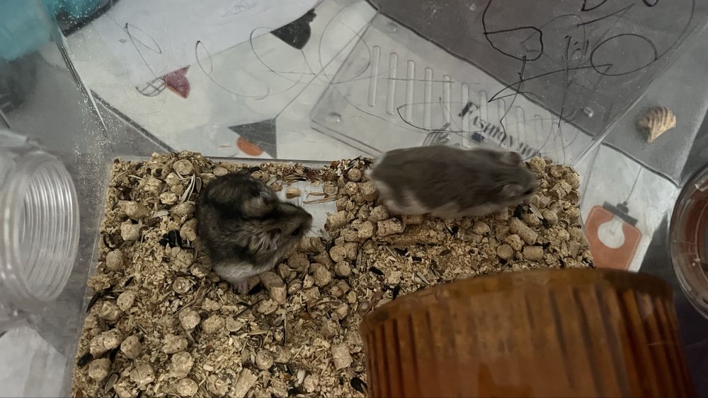 Продам джунгарских хомяков с клеткой  2 мальчика ,