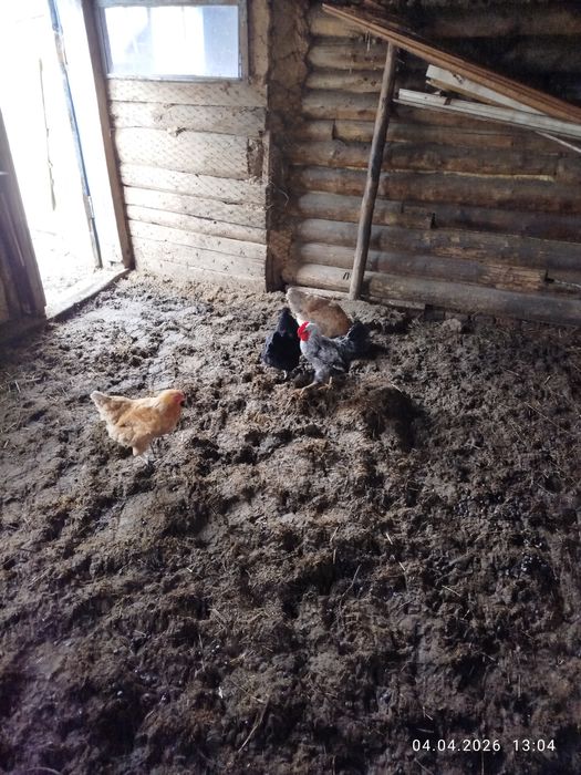 Продам кур домашние продам кур