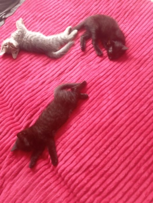 Отдам котят в добрые руки.