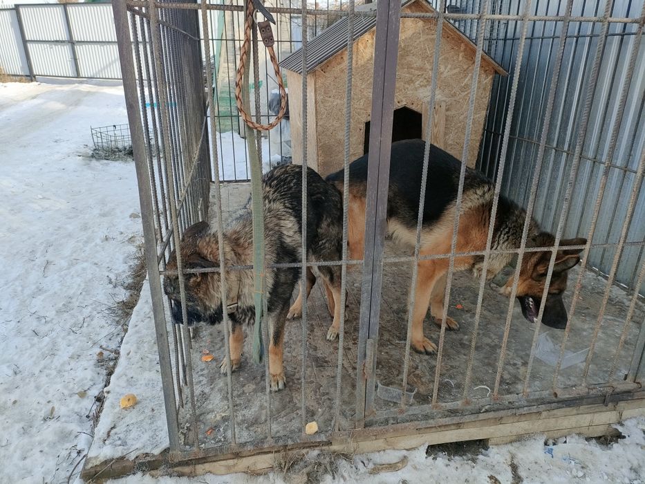 Вязка немецких овчарок