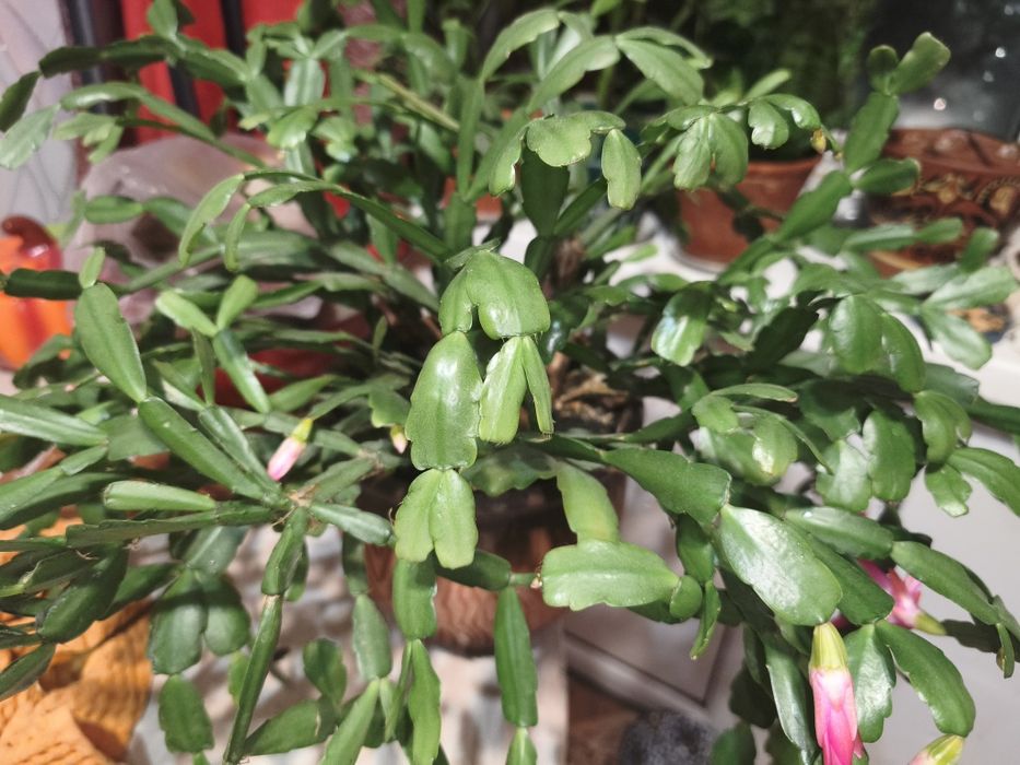 Продам цветущий Декабрист