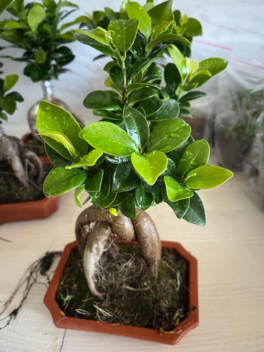 Комнатные растения