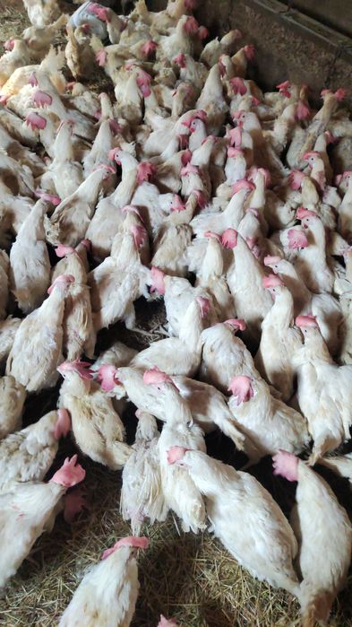 Куры несушки легорн