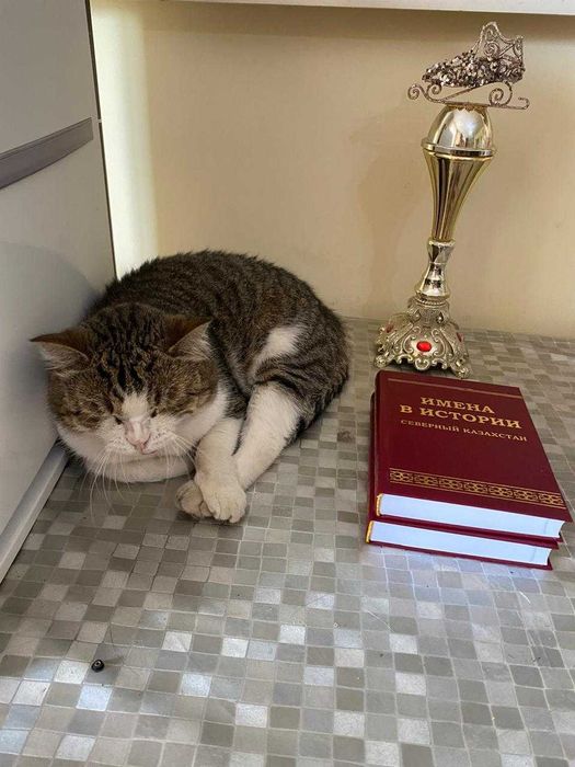 Потерялся кот в районе цона