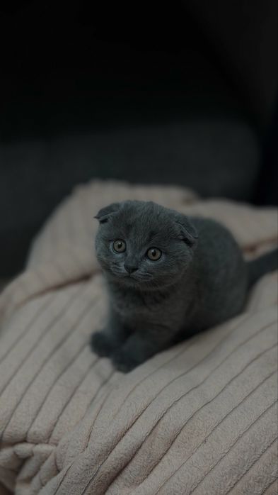 Продается котенок