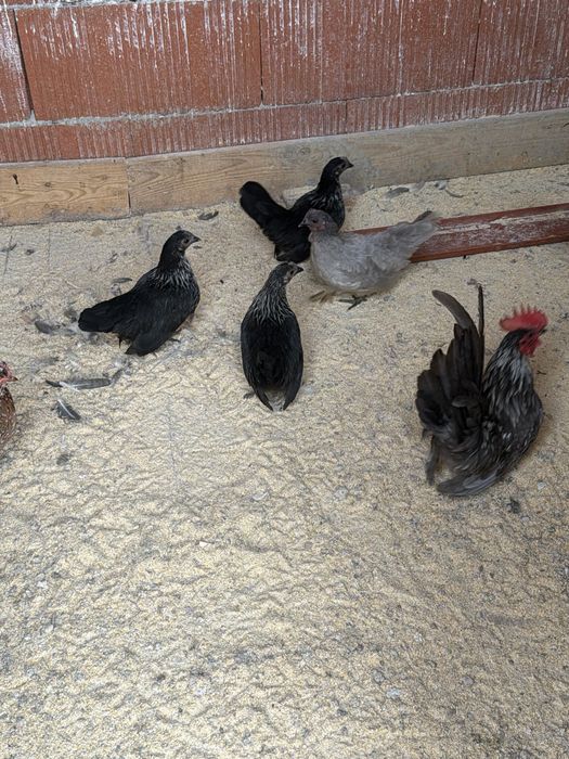 Găini si cocoș chabo .