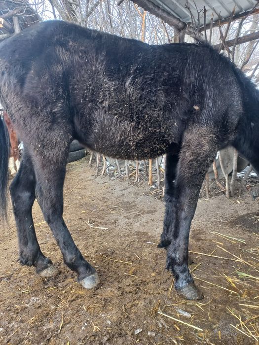 Кунан сатылады 600