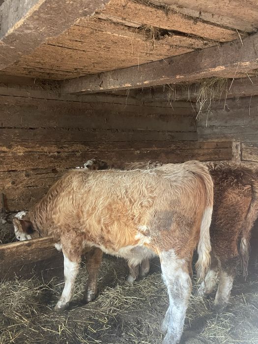 De vanzare 2 taurasi