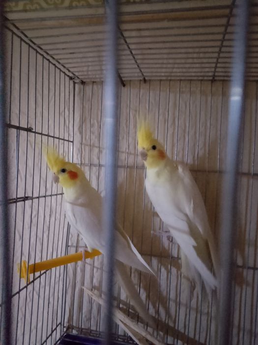 Карелла пара 25000 тг