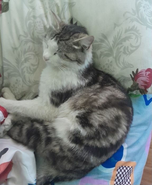 Помогите найти кота