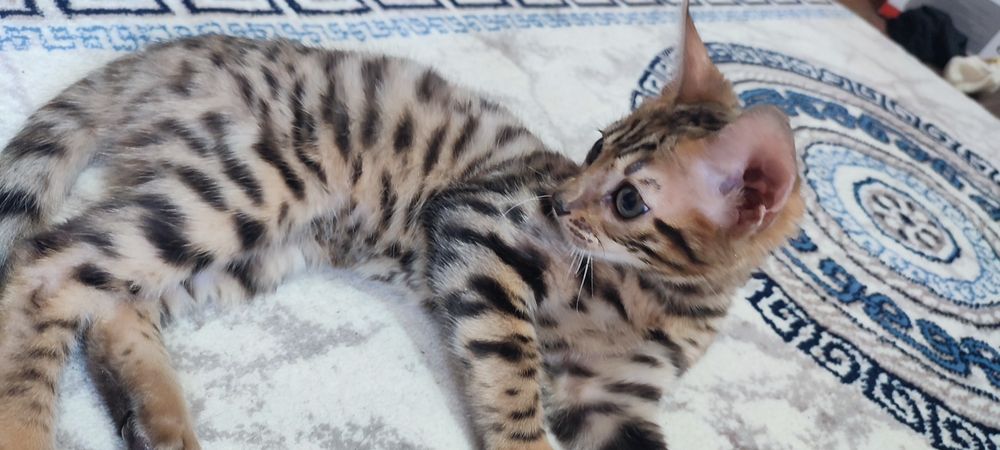 Бенгальские котята