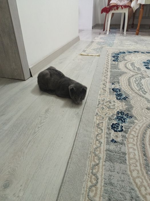 Акылды еркек мысык