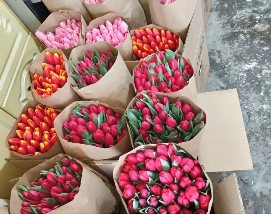 Предзаказ тюльпанов к 8 марта