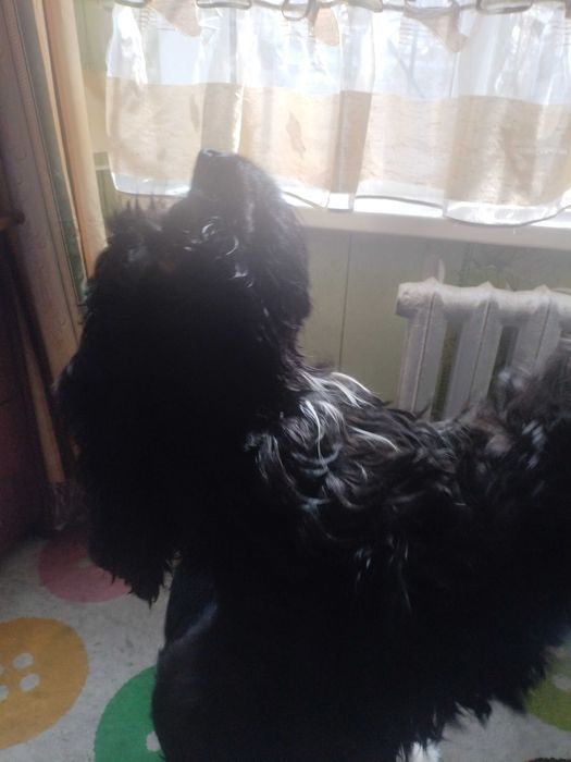 Продам американского кокер-спаниель