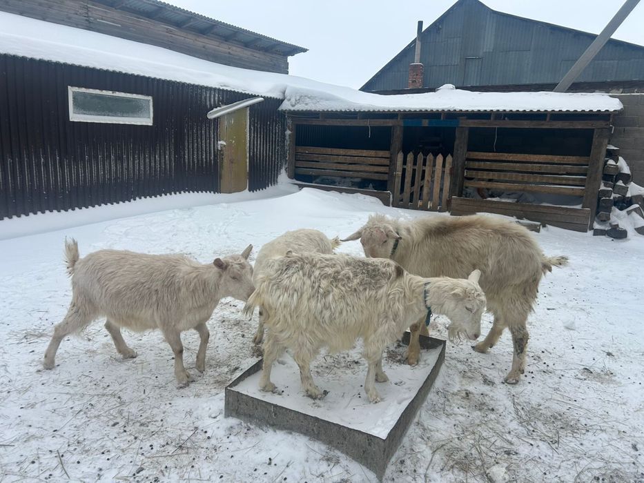 Продаются козы. Находимся п.Караоткель.