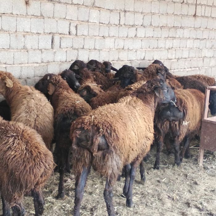 Қойлар бар 20 бас