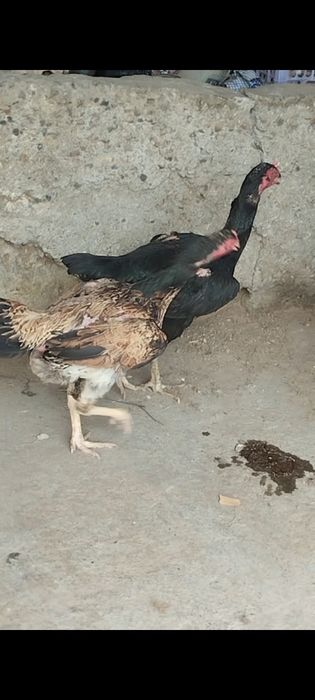 Сатлады срочнааа