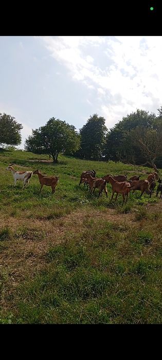 Vând 19 capre ,3iedute și un țap.Toate le vând la grămadă. 800 lei buc