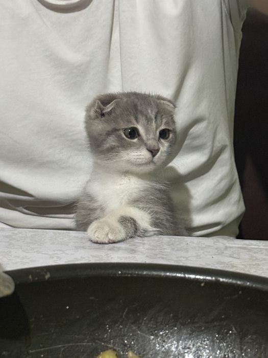 Кошка шотландская