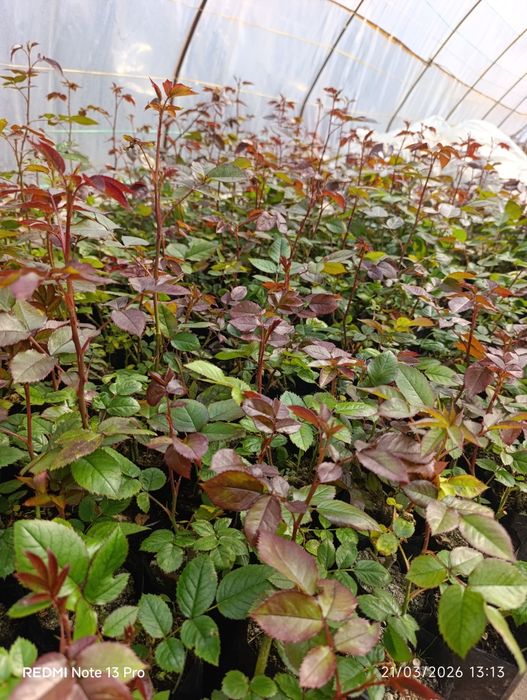 Asartmen gul ko'chatlar