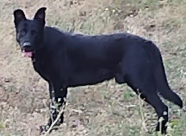 Предлагаются друзья для вашего дома