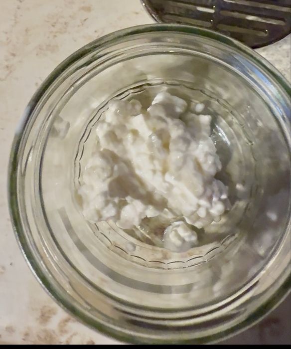 Vând ciupercă de chefir (kefir grains)