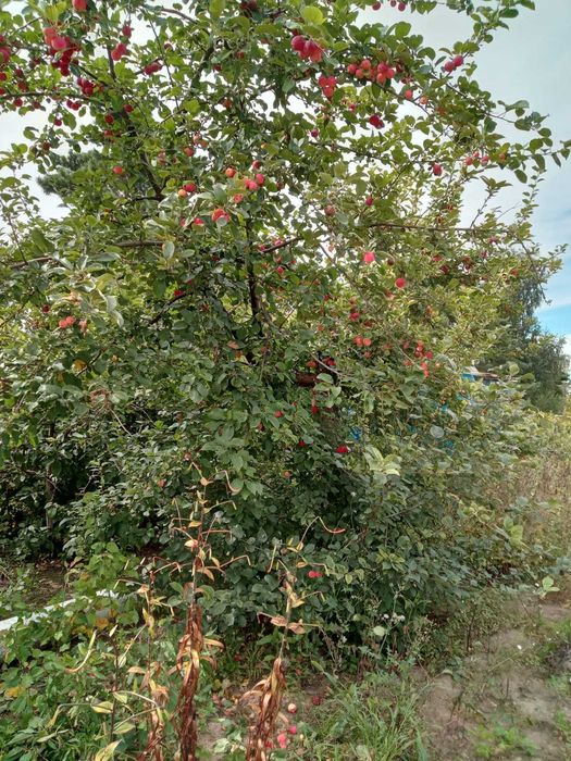 Дача в с/о"Веснянка*, 8,2 сотки.