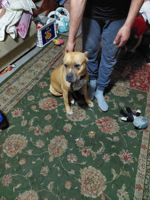 Вязка питбуль!!!